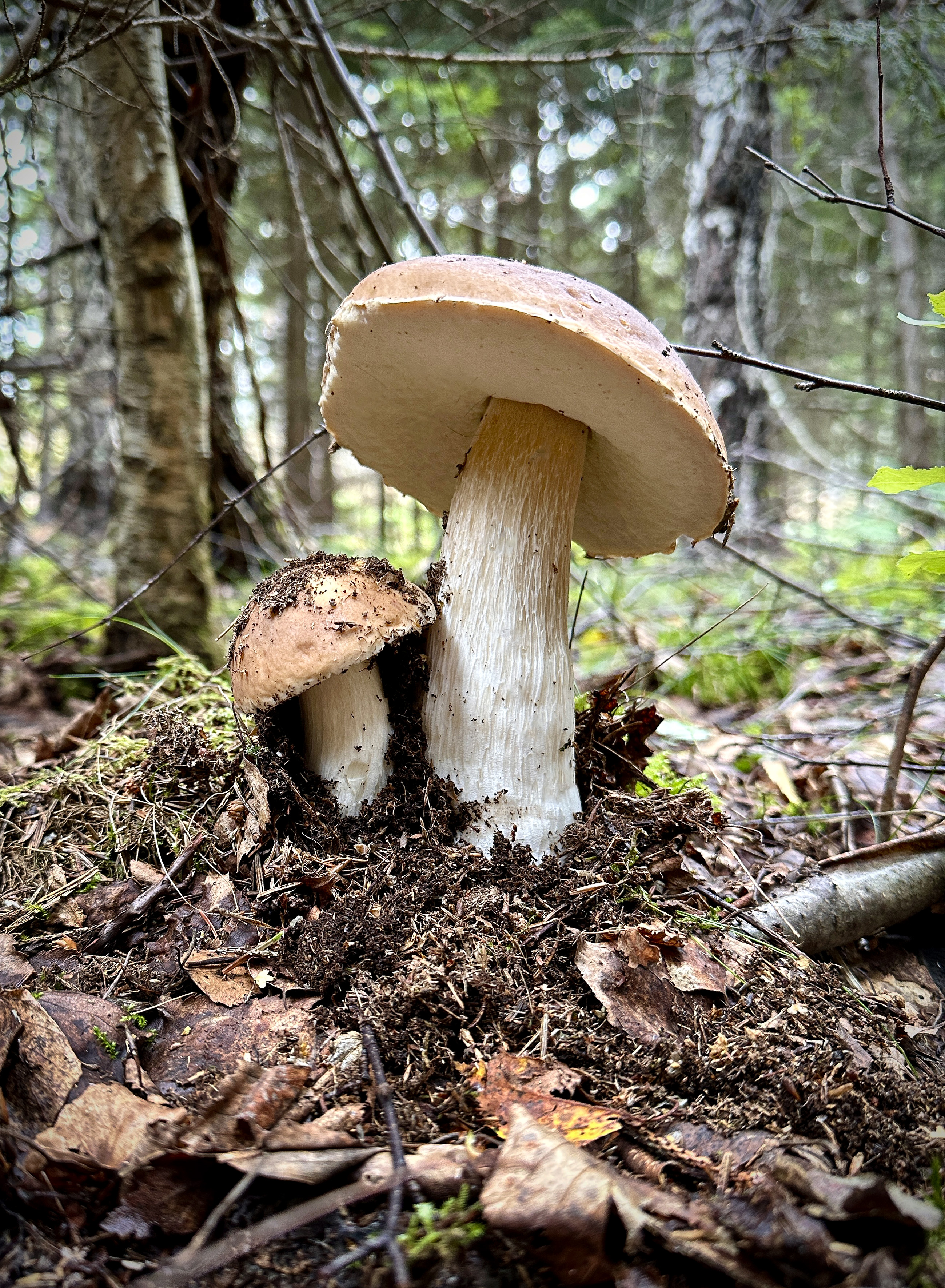 Karl_Johan_3772