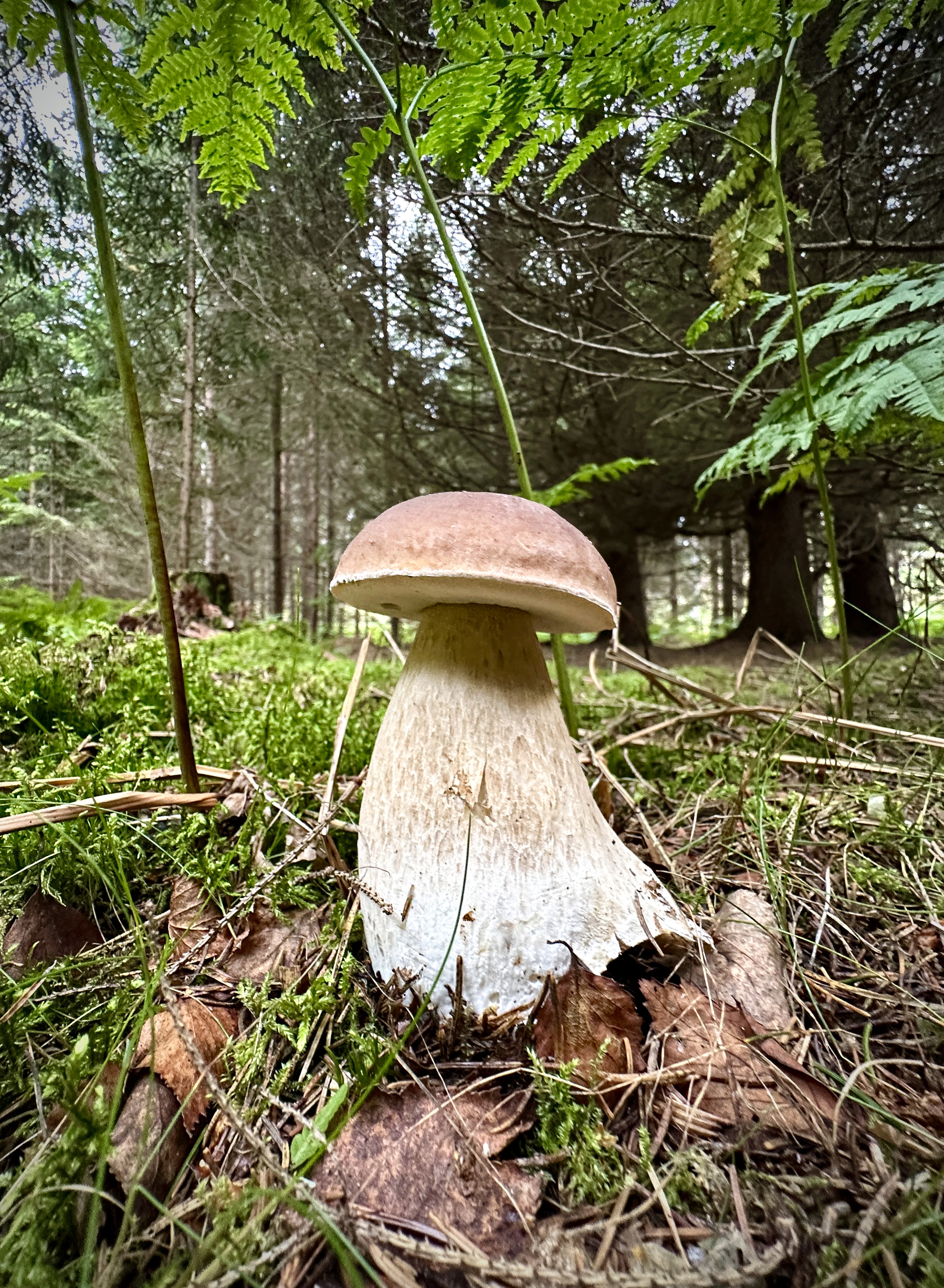 Karl_Johan_3795