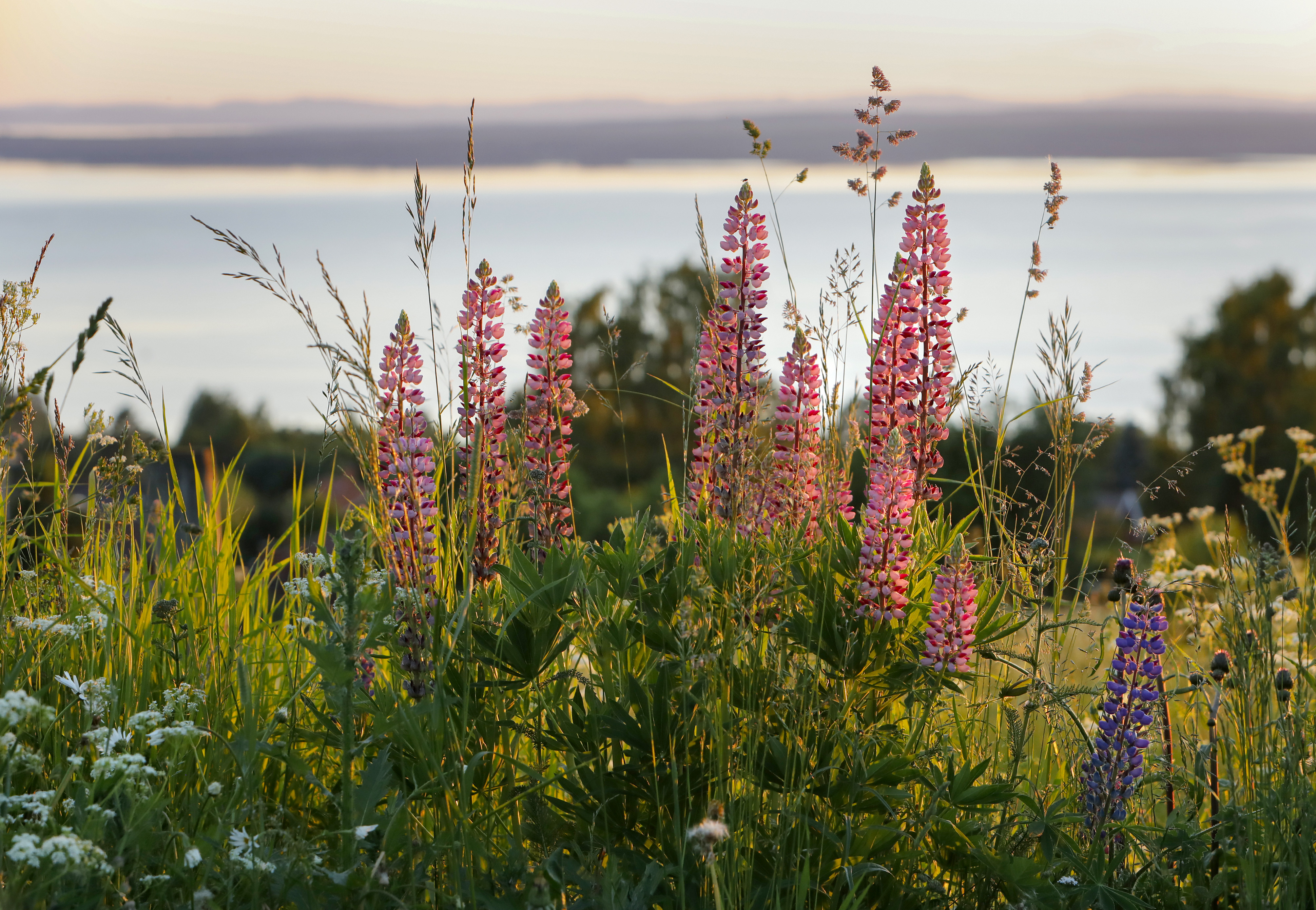 Midsommar_5909