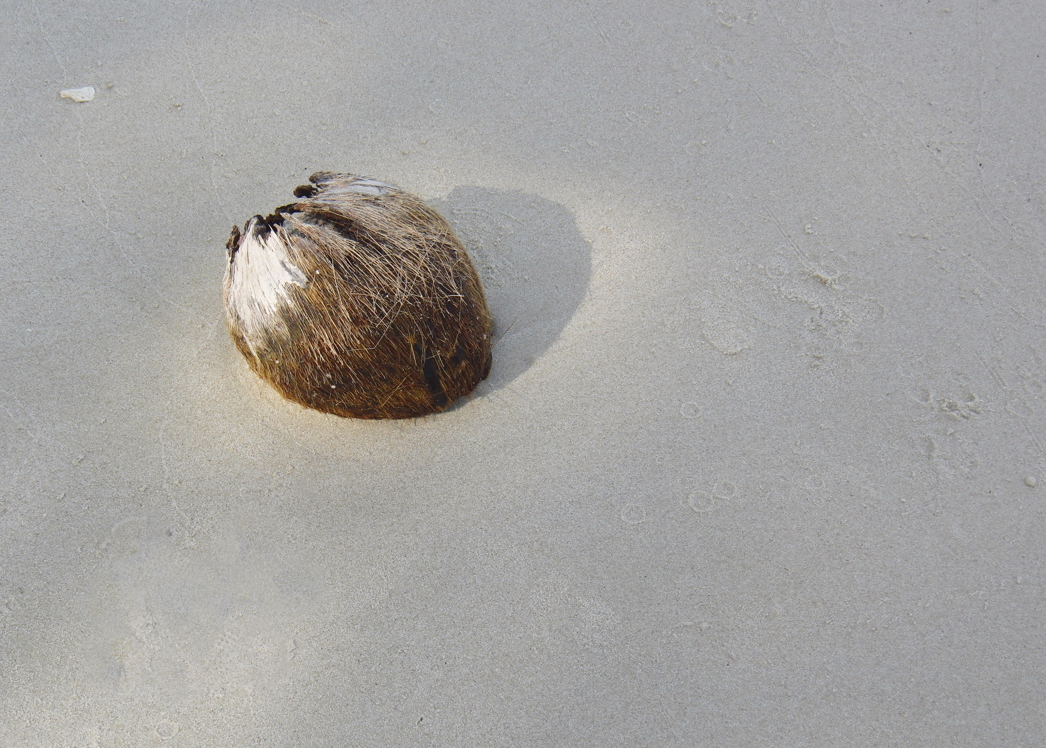 coconut_2057